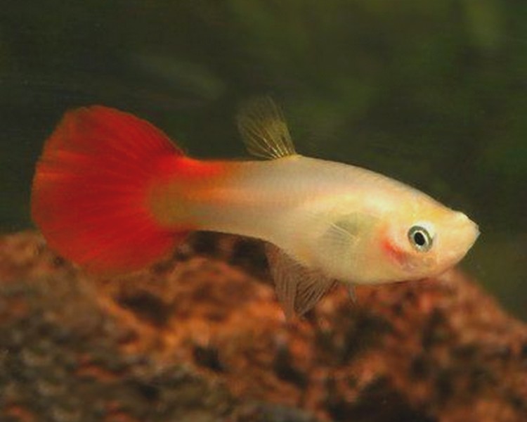Platinum Red Tail Guppy - Female ~ 3cm